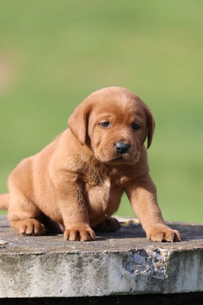 Fox Red Labrador Puppies