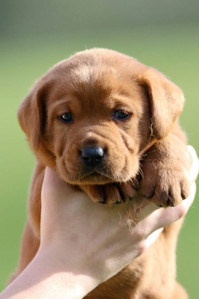 Labrador Puppies For Sale