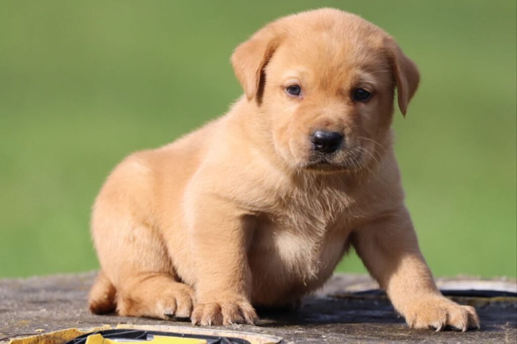 Labrador Puppies in Pennsylvania