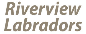 riverviewlabradors.com